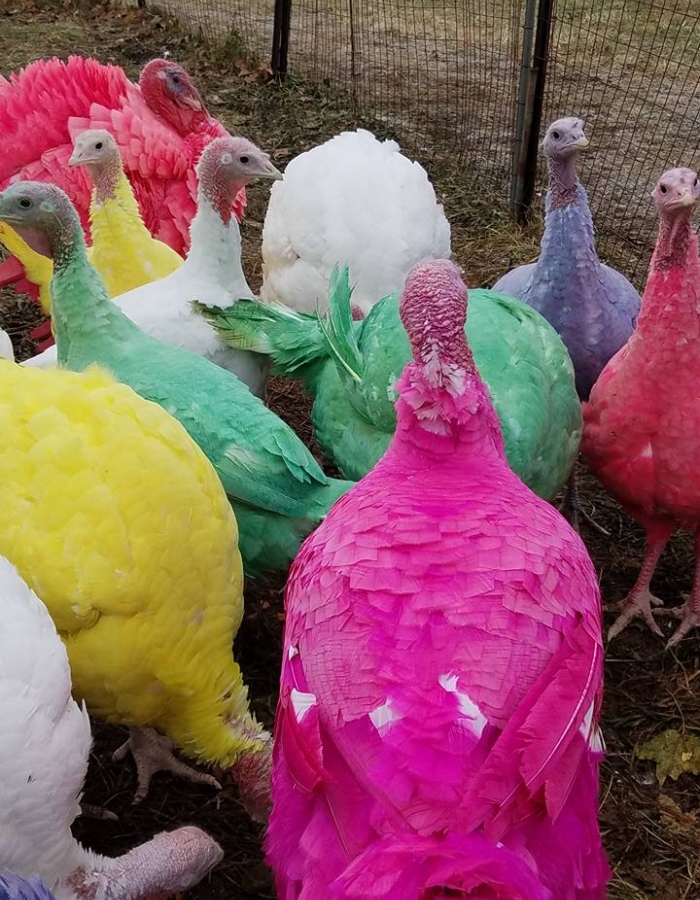 Gozzi's Turkey Farm | CTvisit